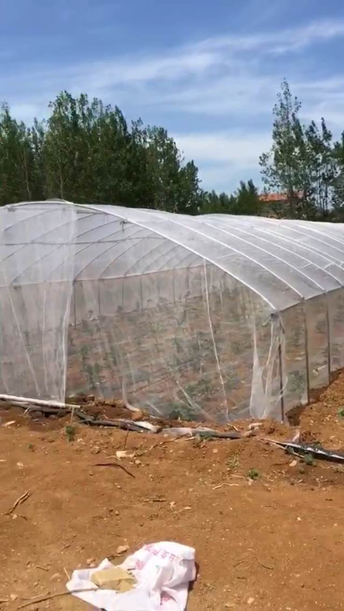 大棚防蟲網(wǎng)展示